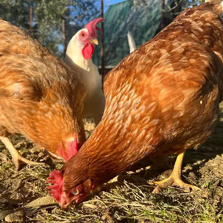 Il Viaio Alloggio per agriturismo Fiesole