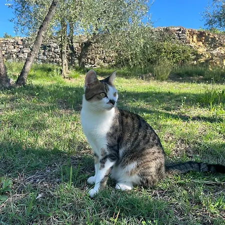 Il Viaio Farm stay