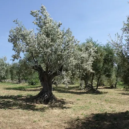 Farm stay Il Viaio Fiesole